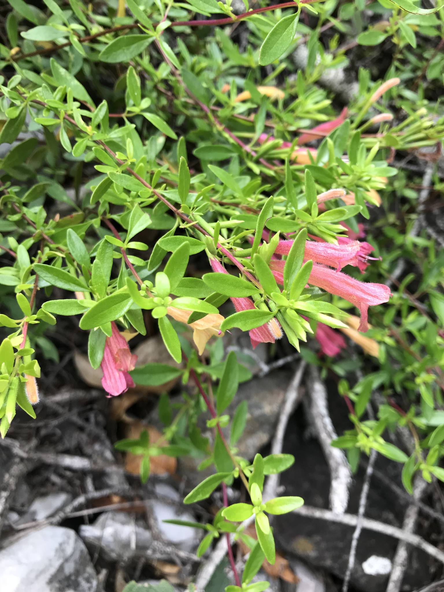 Poliomintha longiflora